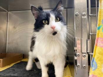 SAMMY -  Domestic Medium Hair Cat for Adoption in Fort Wayne, Indiana - SAMMY | PetCurious