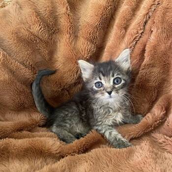 Tiny -  Domestic Short Hair Cat for Adoption in Tucson, Arizona - Tiny | PetCurious
