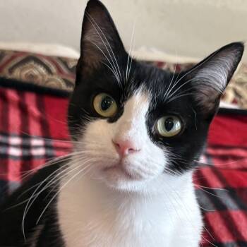 Morati -  Domestic Short Hair Cat for Adoption in Liverpool, Texas - Morati | PetCurious