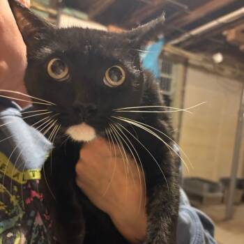 Rescue Domestic Short Hair Cats for Adoption in Johnstown, Pennsylvania - Shadow | PetCurious
