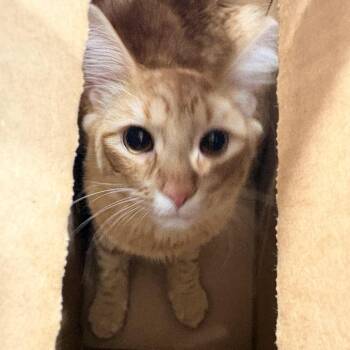 Domestic Medium Hair Cats Available for Adoption in Newark, New Jersey - Honey | PetCurious