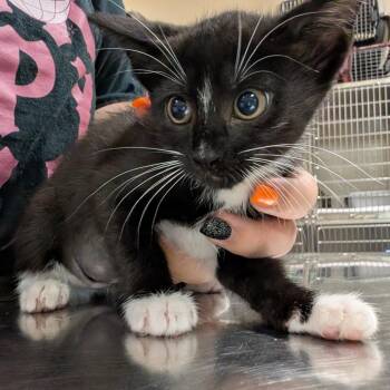 Chrome -  Domestic Short Hair Cat for Adoption in Titusville, Florida - Chrome | PetCurious