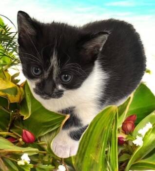 Rescue Domestic Short Hair Cats for Adoption in Delray Beach, Florida - Pasha | PetCurious