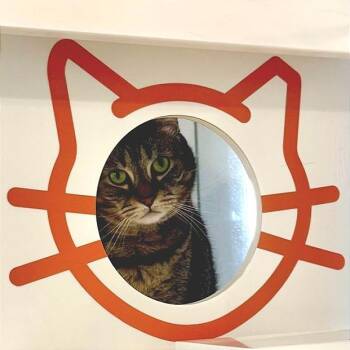 Barb -  Domestic Short Hair Cat for Adoption in Los Angeles, California - Barb | PetCurious