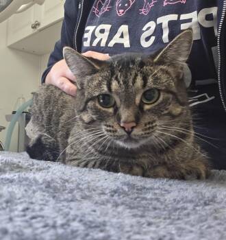 Rescue Domestic Short Hair Cats for Adoption in Carsonville, Michigan - Cheerio | PetCurious