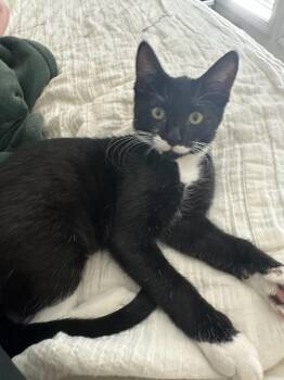 Lady Lovie -  Domestic Short Hair Cat for Adoption in Lodi, California - Lady Lovie | PetCurious