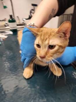 Domestic Short Hair Cats Available for Adoption - Peanut | PetCurious