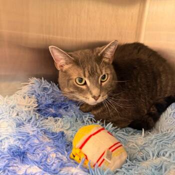 Midnight -  American Shorthair Cat for Adoption in Englewood, Florida - Midnight | PetCurious