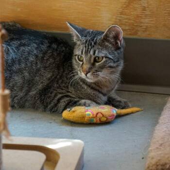 Merlin -  Domestic Short Hair Cat for Adoption in Jackson, Wyoming - Merlin | PetCurious