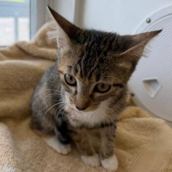 Munchie -  Domestic Short Hair Cat for Adoption in Floresville, Texas - Munchie | PetCurious