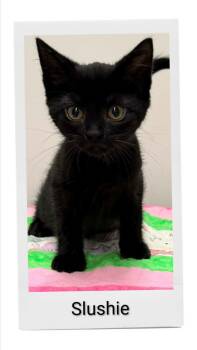 Slushie -  Domestic Short Hair Cat for Adoption in Caistor Centre, Ontario - Slushie | PetCurious