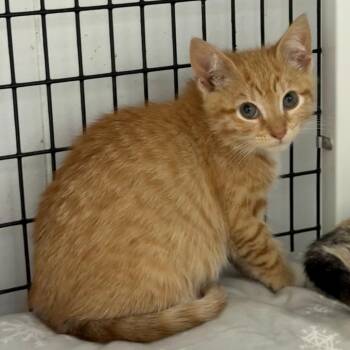Domestic Short Hair Cats Available for Adoption in Trenton, New Jersey - Dale Evans | PetCurious