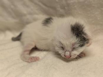 MABEL - NEEDS A FOSTER -  Domestic Short Hair Cat for Adoption in Ontario, California - MABEL - NEEDS A FOSTER | PetCurious