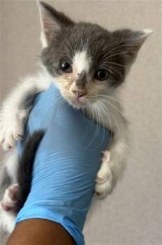 Domestic Short Hair Cats Available for Adoption in San Bernardino, California - TOMMY | PetCurious