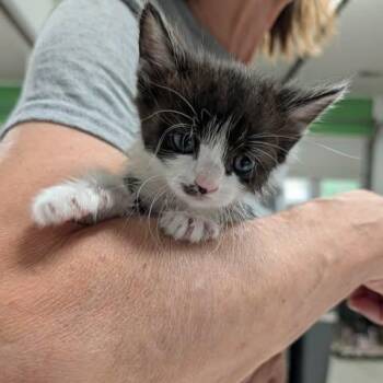 Domestic Short Hair Cats Available for Adoption in Fredericksburg, Virginia - Dr. Ink | PetCurious