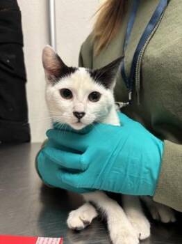 Diamond -  Domestic Short Hair Cat for Adoption in Bellevue, Washington - Diamond | PetCurious