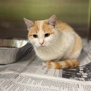 Domestic Short Hair Cats Available for Adoption in Pauls Valley, Oklahoma - Yogurt | PetCurious