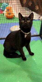 Domestic Short Hair Cats Available for Adoption in Dallas, Pennsylvania - MEATBALL | PetCurious