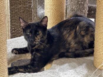 Nutmeg Spicewood -  Tortoiseshell and Domestic Short Hair Cat for Adoption in Chandler, Arizona - Nutmeg Spicewood | PetCurious