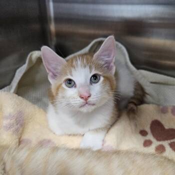 Sparrow -  American Shorthair Cat for Adoption in Port Townsend, Washington - Sparrow | PetCurious