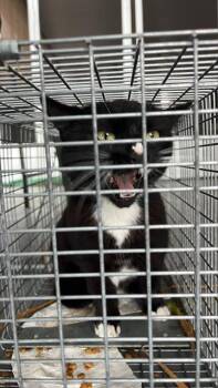 Domestic Medium Hair Cats Available for Adoption - DOMINO | PetCurious