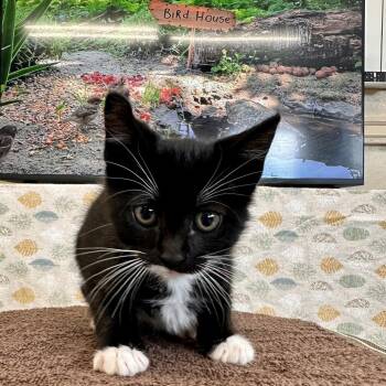 Perla -  Domestic Short Hair Cat for Adoption in Medford, Oregon - Perla | PetCurious