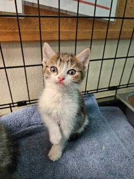 Aspen -  Domestic Long Hair Cat for Adoption in Disputanta, Virginia - Aspen | PetCurious