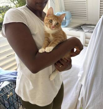 John -  American Shorthair Cat for Adoption in New Bedford, Massachusetts - John | PetCurious