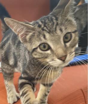 Cozmo -  Domestic Short Hair Cat for Adoption in Sonora, California - Cozmo | PetCurious