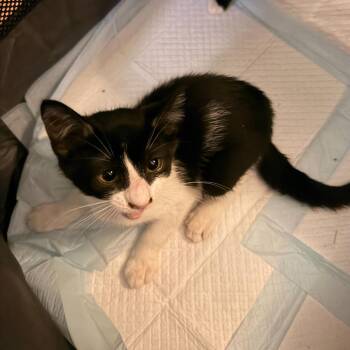 Harpo -  Domestic Short Hair Cat for Adoption in New York, New York - Harpo | PetCurious