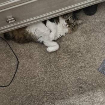 Bear -  Domestic Long Hair Cat for Adoption in Las Vegas, Nevada - Bear | PetCurious