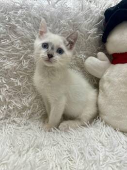 Rescue Turkish Van and Domestic Short Hair Cats for Adoption in Tavares, Florida - Patrick | PetCurious