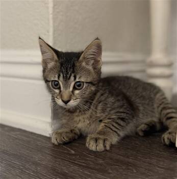 BELLISSIMA -  Domestic Short Hair Cat for Adoption in Sacramento, California - BELLISSIMA | PetCurious