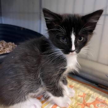 Tuxie -  Domestic Medium Hair Cat for Adoption in Baker City, Oregon - Tuxie | PetCurious