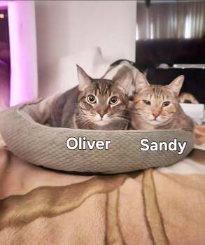 Rescue Domestic Short Hair and American Shorthair Cats for Adoption in Beverly Hills, California - Oliver (Olie) | PetCurious