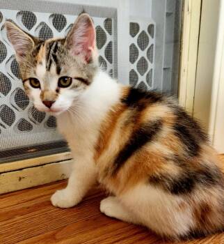 Isley -  Domestic Short Hair Cat for Adoption in Minneapolis, Minnesota - Isley | PetCurious