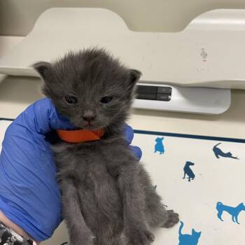 Billy -  Domestic Short Hair Cat for Adoption in Lynchburg, Virginia - Billy | PetCurious