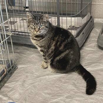 Rescue Domestic Short Hair Cats for Adoption in Spruce Pine, North Carolina - Ellie Mae | PetCurious