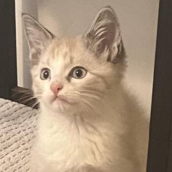 Sherb [and Lolly] -  Domestic Short Hair and Siamese Cat for Adoption in Santa Fe, New Mexico - Sherb [and Lolly] | PetCurious