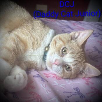 Domestic Short Hair Cats Available for Adoption - DCJ (Daddy Cat Junior) | PetCurious