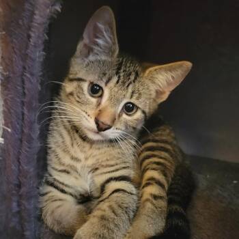 Maraschino -  Domestic Short Hair Cat for Adoption in Hilton, New York - Maraschino | PetCurious