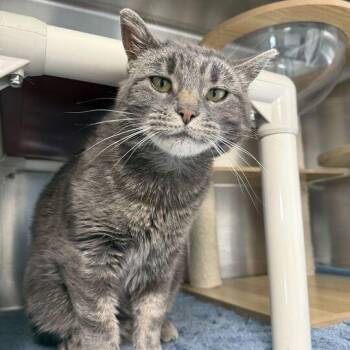 Rescue Domestic Medium Hair Cats for Adoption in Driggs, Idaho - Squeegee | PetCurious