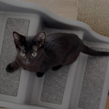 Steve -  Domestic Short Hair Cat for Adoption in Tulsa, Oklahoma - Steve | PetCurious
