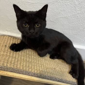 Rescue Domestic Medium Hair Cats for Adoption in Portage, Michigan - Amy | PetCurious