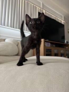 Esqueleto -  Domestic Short Hair Cat for Adoption in Honolulu, Hawaii - Esqueleto | PetCurious