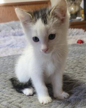 Domestic Short Hair Cats Available for Adoption in Jurupa Valley, California - Valentino | PetCurious