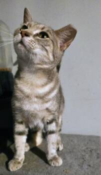 Little Grey -  Domestic Short Hair Cat for Adoption in Kinston, North Carolina - Little Grey | PetCurious