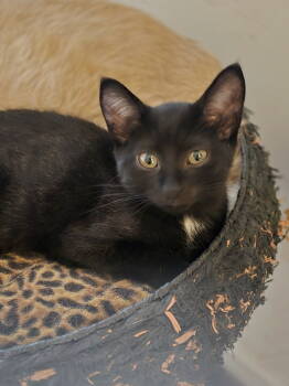 Rescue Domestic Short Hair Cats for Adoption in Greenville, Delaware - Binky, Willow Grove Area, (FCID 08/19/2025-110) | PetCurious