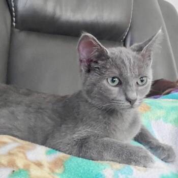 Rescue Domestic Short Hair Cats for Adoption in Richmond, Virginia - Mouse | PetCurious