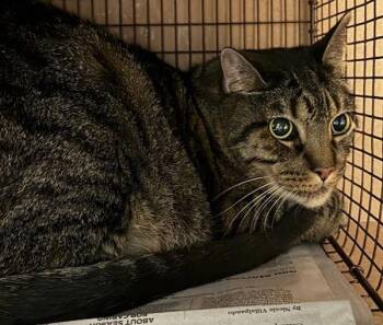 Domestic Short Hair Cats Available for Adoption - Oliver Sebastian | PetCurious